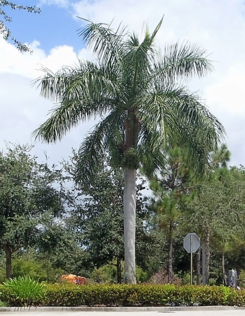 Mature Royal Palm Trees 110